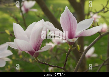 Magnolia cultivar, Magnolia, White. Stock Photo