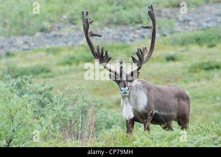 Large bull Caribou in Denali National Park & Preserve, Interior Alaska, Summer Stock Photo