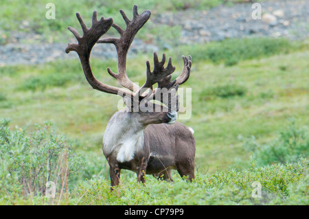 Large bull Caribou in Denali National Park & Preserve, Interior Alaska, Summer Stock Photo