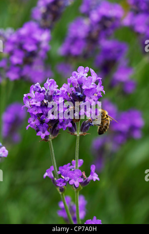 Lavandula augustifolia, Lavender, Purple flowers with a honey bee. Stock Photo