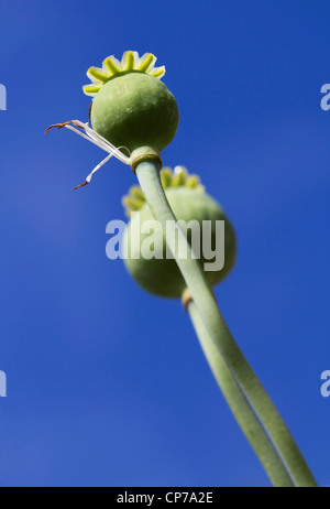 Papaver somniferum, Poppy, Opium poppy, Green, Blue. Stock Photo