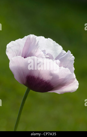 Papaver somniferum, Poppy, Opium poppy, White, Green. Stock Photo