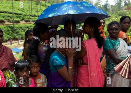 Tea Plantations, Nuwara Eliya, or Little England, Sri Lanka Stock Photo