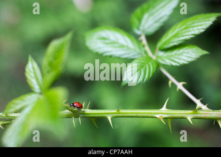 Rubus fruticosus, Blackberry, Wild, Green, Green. Stock Photo