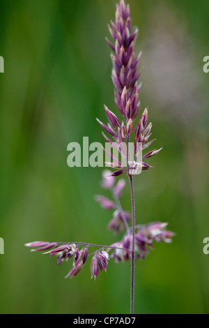 Dactylis glomerata, Grass, Cocksfoot grass, Brown. Stock Photo