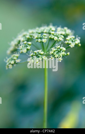 Petroselinum neapolitanum, Parsley, Flat leaf parsley, White. Stock Photo