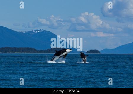 A female Orca and calf breach in Lynn Canal, Inside Passage, Juneau, Southeast Alaska, Summer Stock Photo