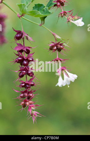 Leycesteria formosa, Himalayan honeysuckle, White, Green. Stock Photo