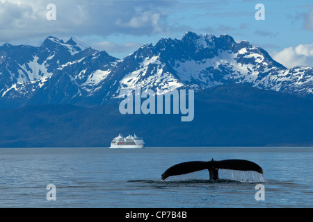 COMPOSITE: Humpback Whale fluking in Lynn Canal with a cruise ship in the distance, Inside Passage, Southeast Alaska, Summer Stock Photo