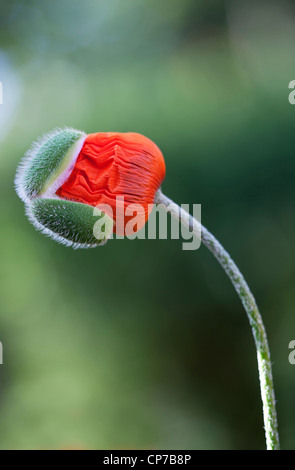 Papaver orientale, Poppy, Oriental poppy, Red. Stock Photo