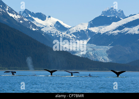 COMPOSITE: Pod of Humpback whales fluking as they feed near Eagle Beach with Herbert Glacier in the background, Alaska Stock Photo