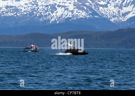 Tourists on wildlife tour watch as a Humpback Whale breaches in Lynn Canal, Inside Passage, Southeast Alaska, Summer Stock Photo