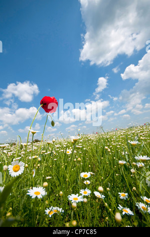 Papaver rhoeas, Poppy, Red. Stock Photo