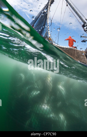 Purse seine net full of salmon being hauled from underwater on board, Chatham Strait near Admiralty Island, Alaska Stock Photo