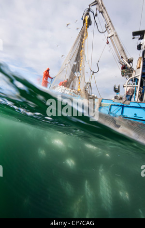 Purse seine net full of salmon being hauled from underwater on board, Chatham Strait near Admiralty Island, Alaska Stock Photo