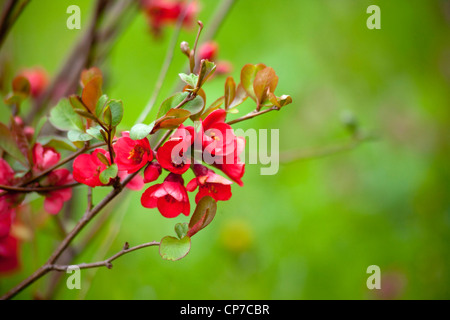 Chaenomeles cultivar, Flowering quince, Japanese quince, Red, Green. Stock Photo