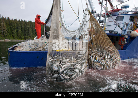 Commercial purse seine fishers haul their net while fishing for pink and chum salmon, Chatham Strait, Admiralty Island, Alaska Stock Photo