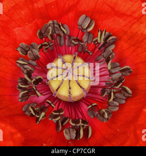 Papaver rhoeas, Poppy, Red. Stock Photo