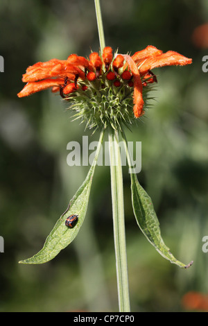 Leonotis leonurus, Wild dagga, Orange. Stock Photo