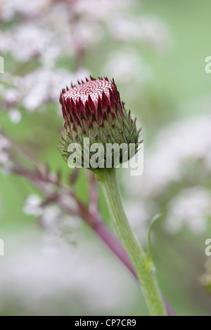 Cirsium rivulare 'Atropurpureum', Cirsium, Purple. Stock Photo