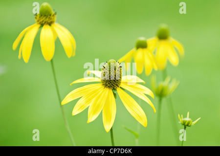 Ammi majus, Bishops weed, Yellow flowers against a green background.