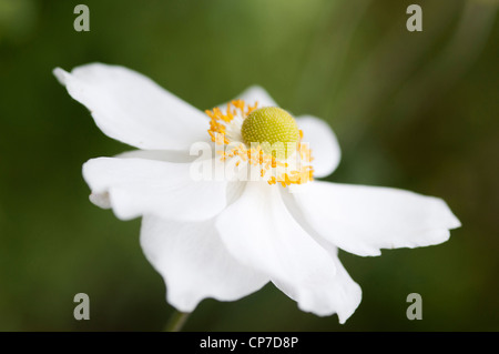 Anemone x hybrida 'Honorine Jobert', Anemone, Japanese anemone, White, Green. Stock Photo