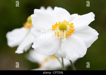 Anemone x hybrida 'Honorine Jobert', Japanese anemone, White flowers. Stock Photo