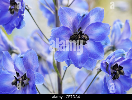 Delphinium 'After Midnight', close up of abundant blue flowers on a single stem.