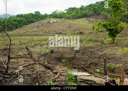 Slash and burn cultivation in tropical rainforest on the Pacific coast of Ecuador Stock Photo