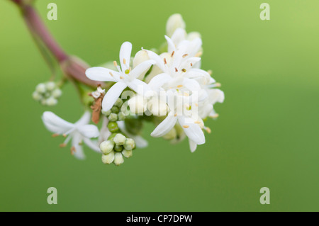 Seven Son Flower (Heptacodium miconioides Temple of Bloom, Heptacodium ...