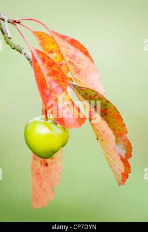 Malus Ioensis, Crab apple, Green, Green. Stock Photo