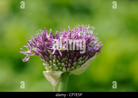 Allium giganteum, Allium, Purple, Green. Stock Photo