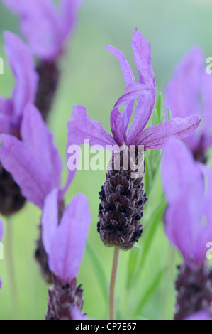Lavandula stoechas cultivar, Lavender, French lavender, Purple, Green. Stock Photo