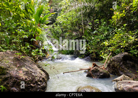 Stream in rainforest in the Choco Biological Region in Western Ecuador Stock Photo