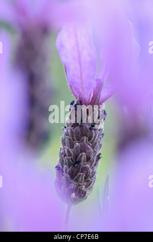 Lavandula stoechas cultivar, Lavender, French lavender, Purple. Stock Photo