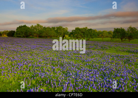 Texas bluebonnets (Lupininus texensis), in a field near Ennis Texas Stock Photo
