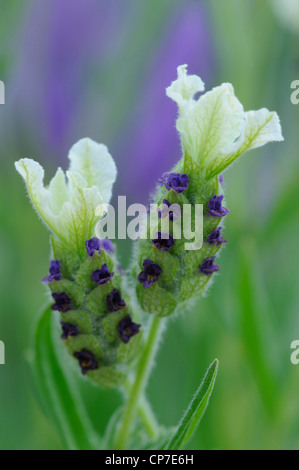 Lavandula stoechas 'Pretty Polly' , Lavender, French lavender, White. Stock Photo