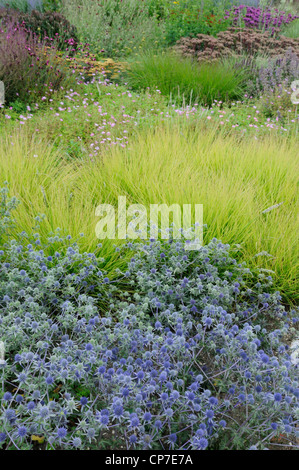 Eryngium tripartitum, Sea holly, Blue. Stock Photo