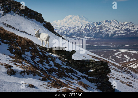 A Dall Sheep ewe stands on a hillside with leftover snow & Mt. McKinley in the background, Denali National Park, Alaska Stock Photo