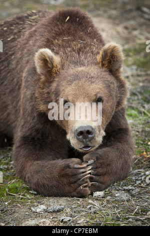 CAPTIVE: Male Kodiak Brown Bear cub resting with paws folded together, Alaska Wildlife Conservation Center, Alaska Stock Photo