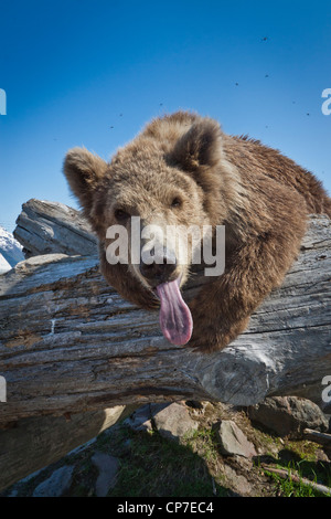 CAPTIVE: Female Kodiak Brown bear leans across a log with her tongue sticking out, Alaska Wildlife Conservation Center, Alaska Stock Photo