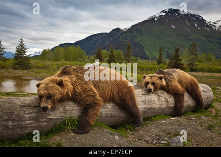 CAPTIVE: Two mature Brown bears lay stretched out on a log at Alaska Wildlife Conservation Center, Southcentral Alaska, Summer Stock Photo