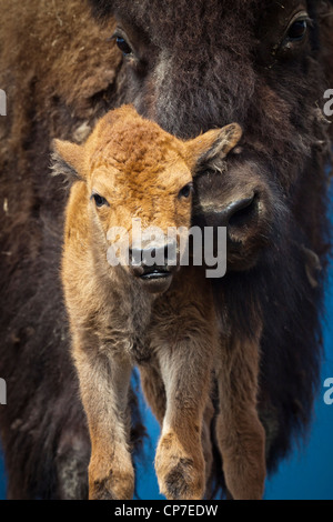 CAPTIVE: Close up of a newborn Wood Bison calf and mother, Alaska Wildlife Conservatiion Center, Southcentral Alaska, Summer Stock Photo