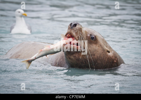 Male Sea Lion eating a Pink Salmon near the fish hatchery at Allison Point near Valdez, Southcentral Alaska, Summer Stock Photo