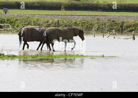 Horses struggling in flooded fields Stock Photo