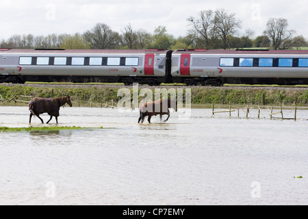 Horses struggling in flooded fields Stock Photo