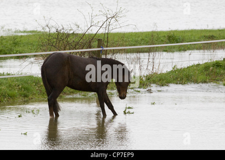 Horses struggling in flooded fields Stock Photo