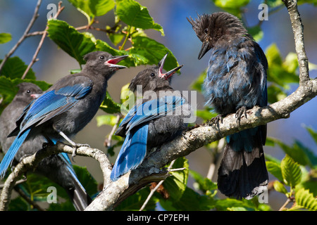 Steller's Jay feeds a pair of open-mouthed chicks near Valdez, Southcentral Alaska, Summer Stock Photo