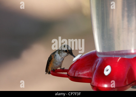 A female Rufous hummingbird (Selasphorus rufus) feeding at a flower in ...