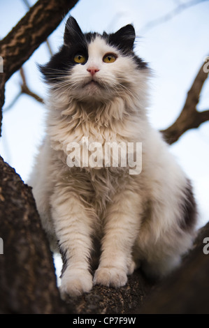 black and white cat in a tree